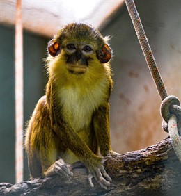 Bioparc acoge un nuevo grupo del mono más pequeño de África, víctima del tráfico ilegal como mascotas