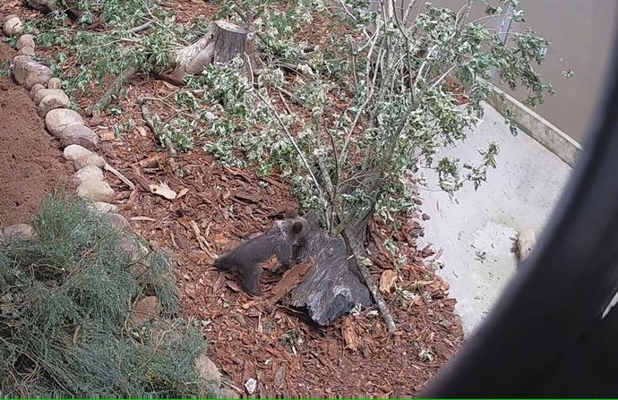 En "muy buen estado" la osezna ingresada en el Centro de Recuperación de la Fauna Silvestre de Cantabria