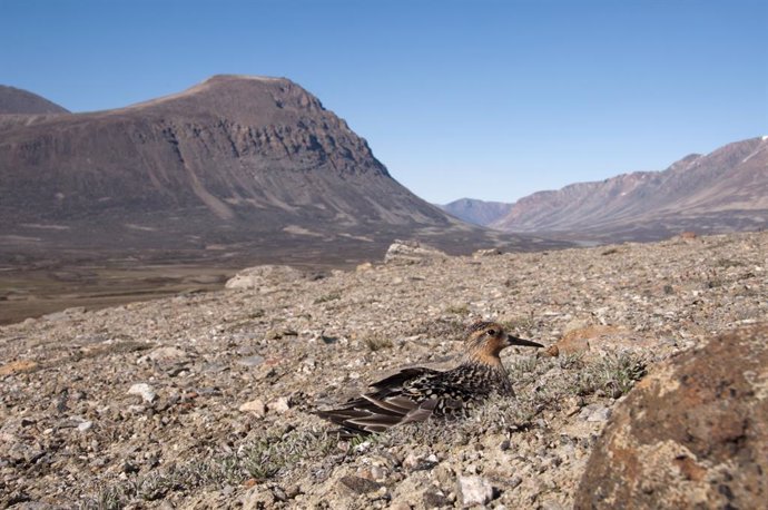 La depredación de los nidos de aves costeras ha cambiado poco en los últimos 60 años pese al cambio climático