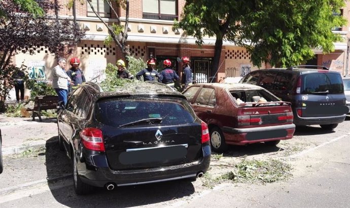 Suc.- La caída de un árbol de grandes dimensiones en la calle Vía de Valladolid provoca daños en varios turismos