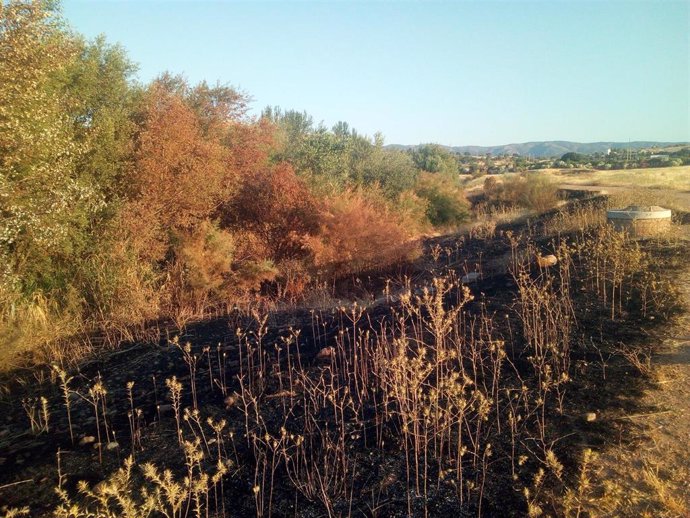 Córdoba.- Ecologistas critican la intencionalidad de dos incendios en la misma semana cerca del futuro Parque de Levante