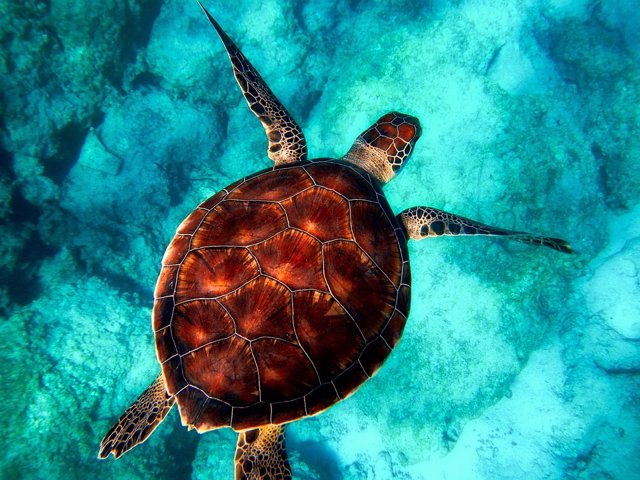 ¿Por Qué El Día Mundial De Las Tortugas Marinas Se Celebra El 16 De Junio?