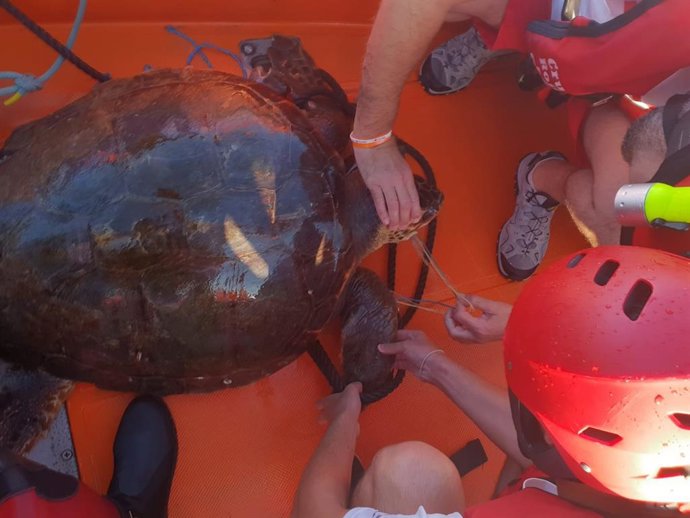 Cruz Roja rescata a una tortuga marina herida al quedar enganchada a un arte de pesca
