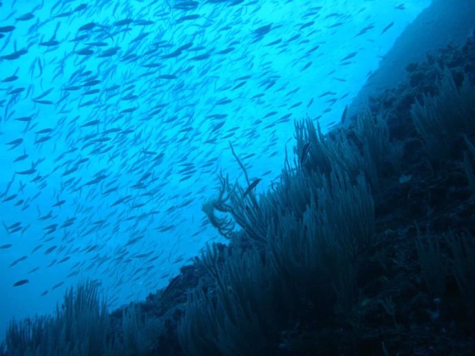 VÍDEO: El calentamiento de los mares podría reducir un 17% la biomasa de especies a nivel global