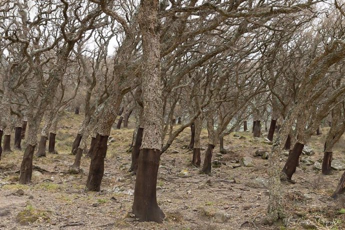 Cádiz.- Ecologistas solicitará a Europa una mesa específica por la seca del alcornocal en el Parque de Los Alcornocales