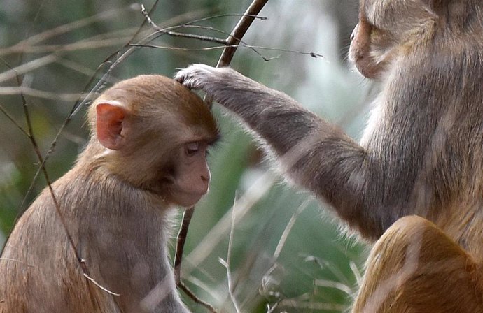 Florida monkeys pose threat to humans