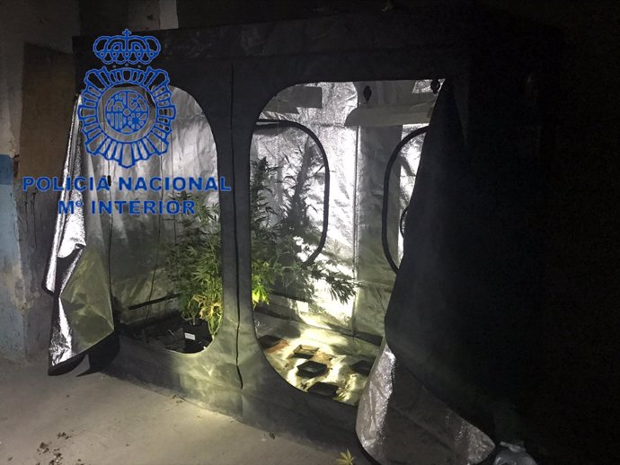 LA POLICÍA NACIONAL DETIENE A CINCO PERSONAS POR TRÁFICO DE DROGAS Y DESMANTELA TRES LABORATORIOS DE MARIHUANA