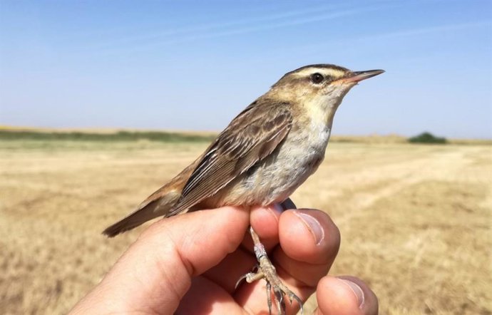 Detectado en Boada de Campos (Palencia) un carricerín común que había sido anillado 6 días antes en Bélgica