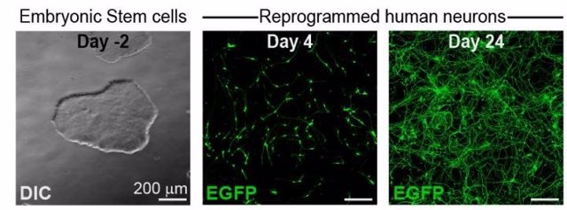 Diseñan un sistema que evalúa los posibles efectos de un fármaco en el desarrollo neuronal del feto