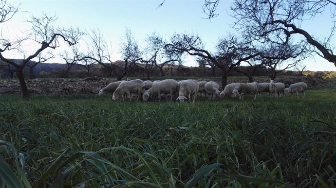 Innova.- Un pastor quiere poner en marcha el primer sistema de fabricación no contaminante de queso de oveja