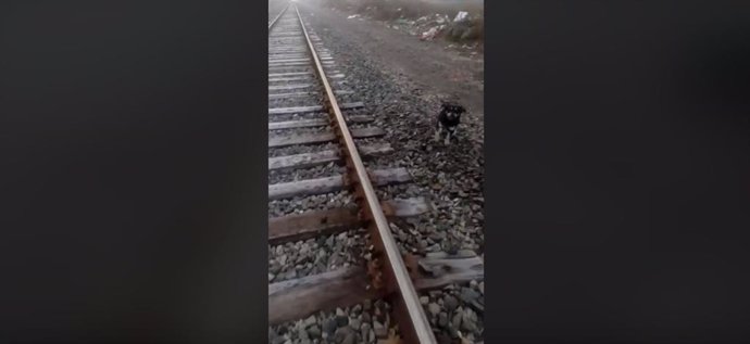 Un maquinista de tren chileno salva a un perro que había sido abandonado y atado a las vías