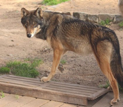 Tres lobos llegan desde Alemania al Zoológico El Bosque