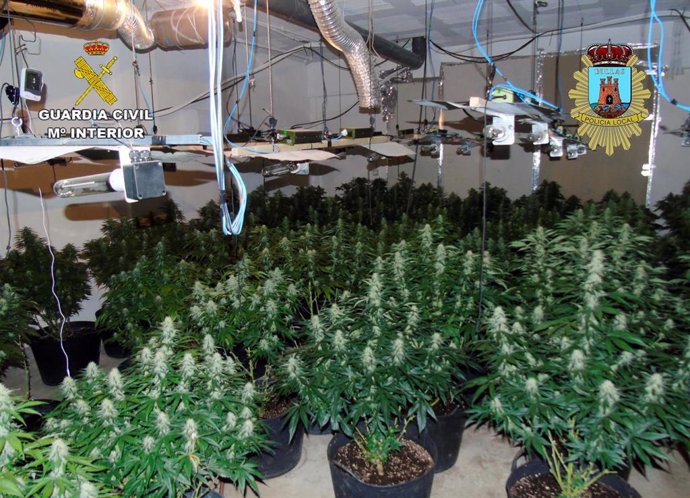 Sucesos.- Desmanteladas en Bullas dos plantaciones indoor de marihuana con más de un centenar de plantas