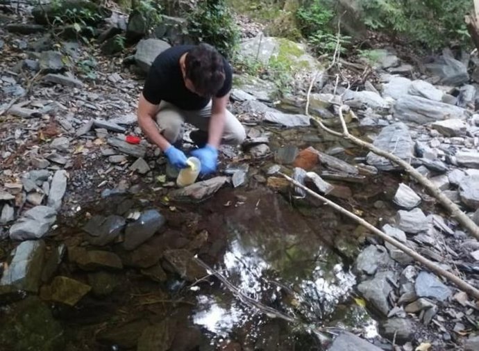 El proyecto Life Tritó Montseny libera 136 tritones adultos para promover su recuperación