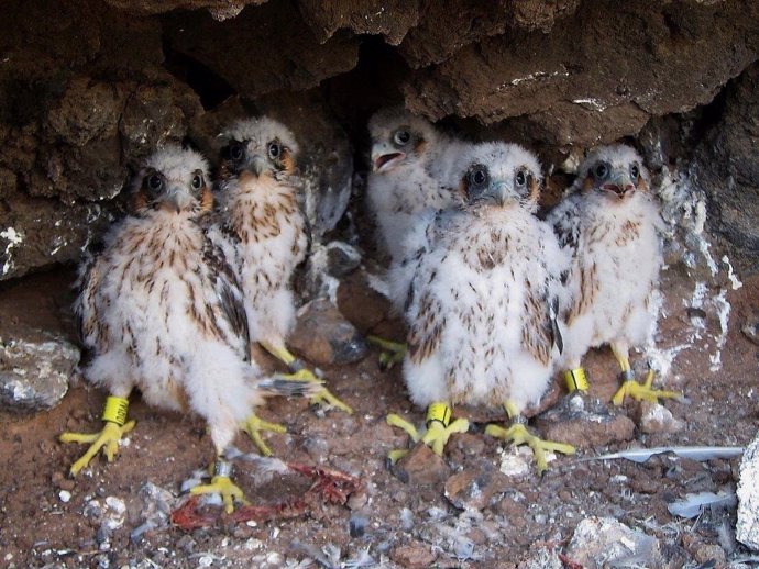 Refuerzan la vigilancia en los nidos de halcón tagorote en Tenerife