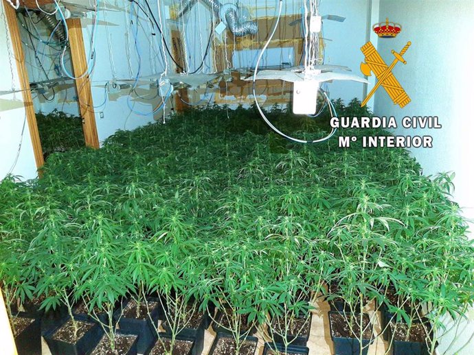 Almería.-Sucesos.- Intervenidas 800 plantas de marihuana en Roquetas de Mar y neutralizan seis enganches ilegales