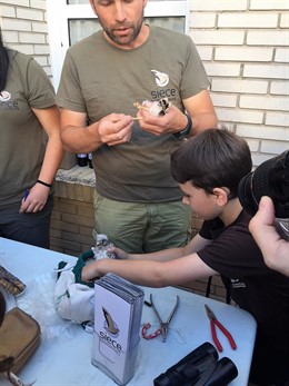 Jaén.- La Carolina organiza un anillamiento de cernícalos primilla para alertar de su declive