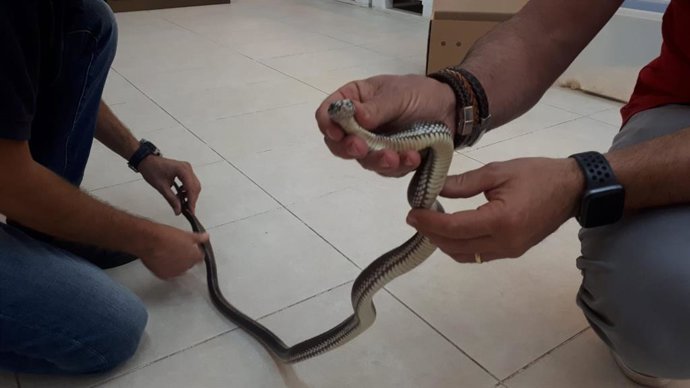 Serpiente de California