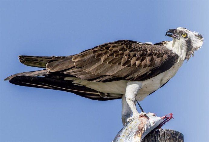 Terra Natura colabora en la reintroducción del águila pescadora en la Comunitat 