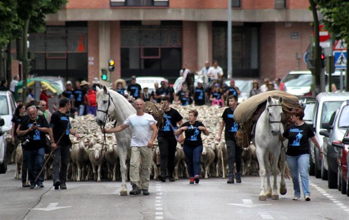 Soria rememora la Trashumancia con el paso de las ovejas por sus calles