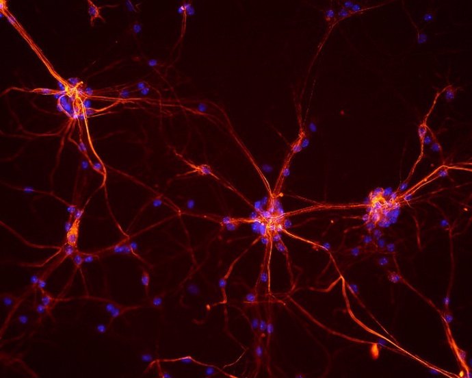 La serotonina puede regular la expresión de genes dentro de las neuronas