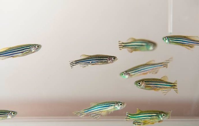 Estudian cómo reaccionan las células cerebrales de los peces a la enfermedad de Alzheimer