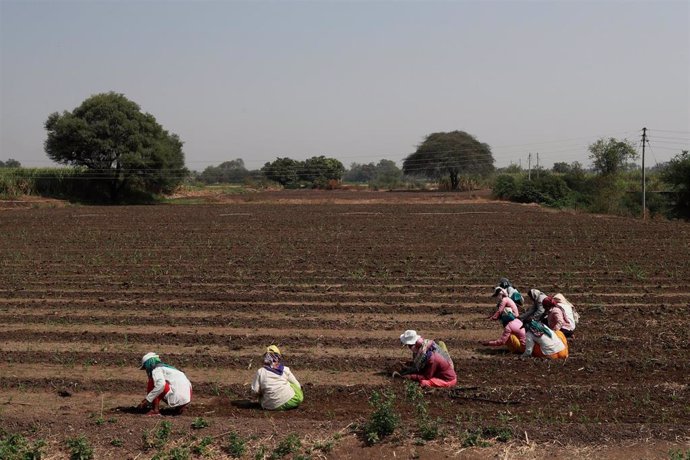 Mujeres indias trabajan en la tierra en el estado de Maharashtra