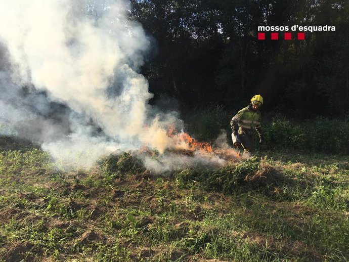Un bombero de la Generalitat quema una plantación de marihuana en el Alt Empord (Girona) en el marco de una operación de Mossos d'Esquadra.