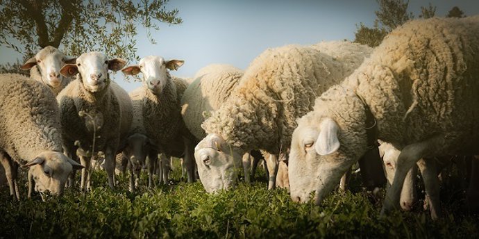 La oveja y la cabra centraban la mayor parte de la economía ganadera.