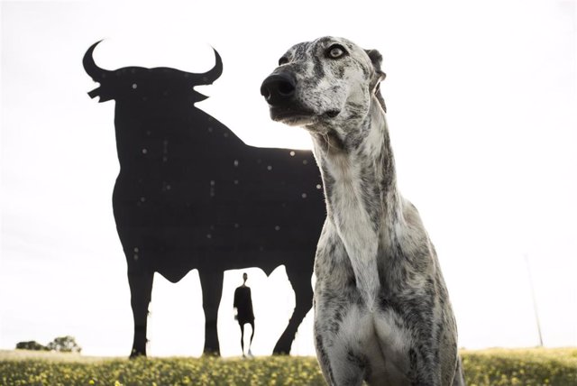 El documental 'Yo Galgo' llega a Salamanca y Valladolid para concienciar sobre el abandono "abandono" de estos perros