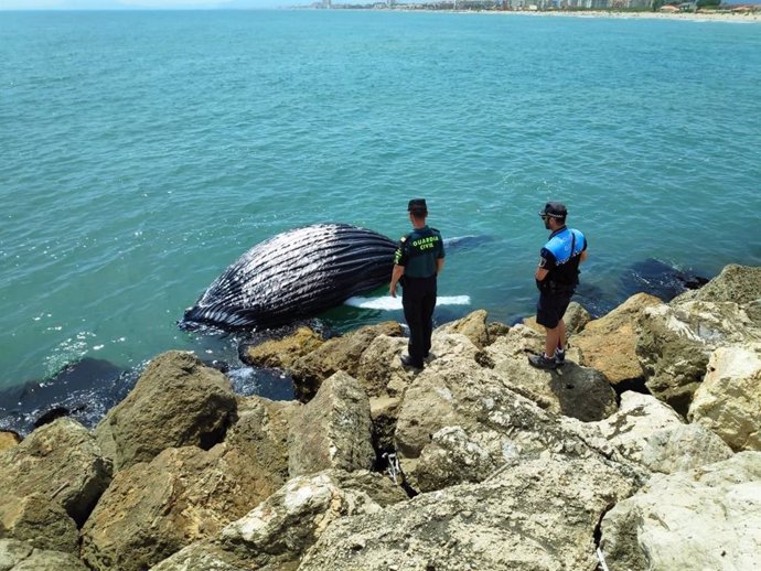 Cría de ballena hallada muerta en Gandia