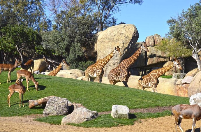 Tres jirafas de Bioparc de Valencia se mudan al parque de Cabárceno para crear una reserva genética
