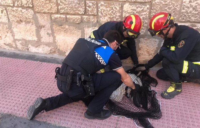 Suc.- Bomberos y Policía Local auxilian a una cigüeña herida en Valladolid