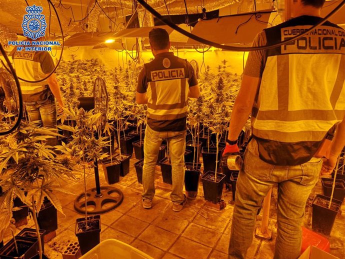 La Policía Nacional desmantela en Pepino una plantación de 1.720 plantas de marihuana