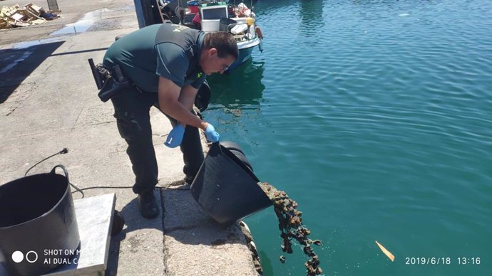Intervenidos casi 200 kilos de anémonas de mar capturadas ilegalmente en una pla