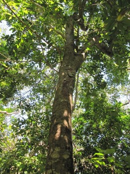    El Corredor Seco de Centroamérica es uno de los ejemplos más palpables de los devastadores efectos del cambio climático en Iberoamérica: hace más de cinco años que la lluvia comenzó a faltar. En consecuencia, entre el 50 y el 90 por ciento de las cos