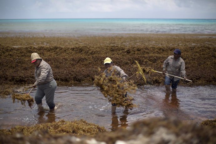 Workers clear Sargassum algae at Gaviota Azul beach in Cancun
