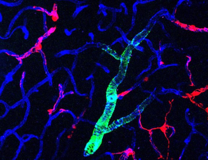 Esta imagen muestra capilares en un cerebro de ratón. Los pericitos están marcados con una proteína roja fluorescente.