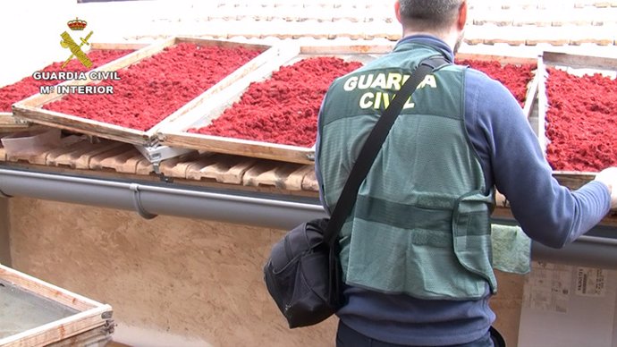 Desmantelan un laboratorio clandestino que adulteraba azafrán con fibras no alimentarias en Novelda (Alicante)
