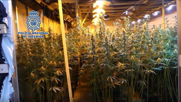 Plantación de marihuana incautada por la Policía Nacional en una operación en la provincia de Albacete