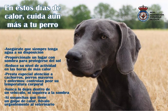 La RFEC pide a sus cazadores que cuiden de forma especial a sus perros ante la ola de calor y no dejarlos en los coches