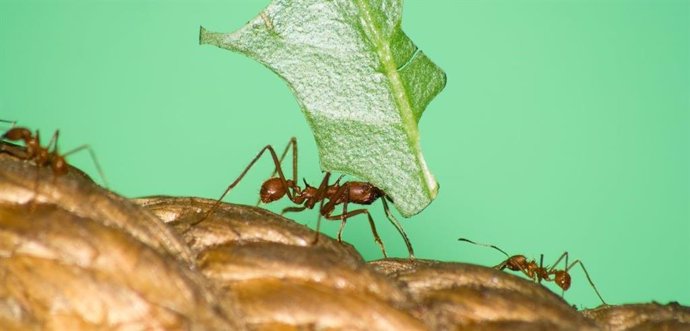 Las hormigas domestican plantas con heces para alterar su fisiología