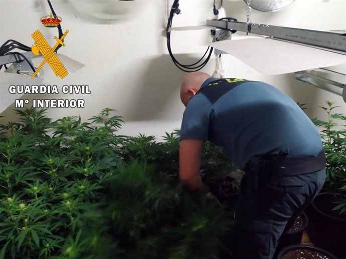 Plantación de marihuana hallada en un cortijo de Senes (Almería)