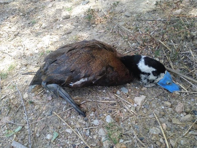 Imagen de una de las aves muertas aparecidas en las Lagunas de Campotéjar