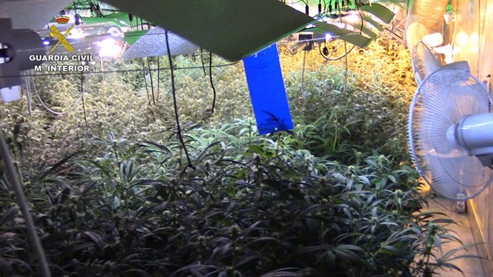 Plantación de marihuana encontrada por la Guardia Civil en Loranca de Tajuña