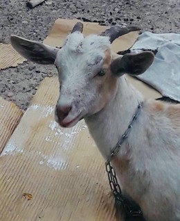 Cabra localizada en la avenida Pío XII de Valncia