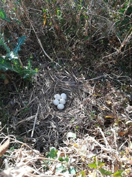 Huevos de aguilucho cenizo en Trigueros.