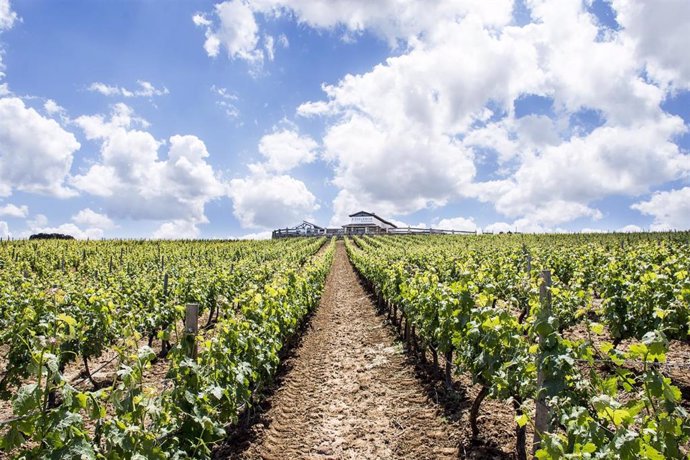 España exporta 93,4 millones de litros de vino menos en los primeros nueve meses de la actual campaña