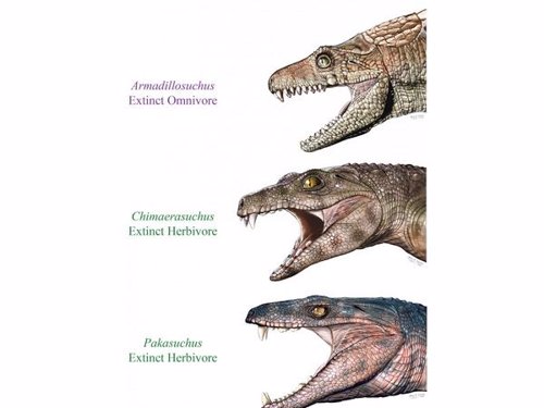 Cocodrilos incluidos en el estudio