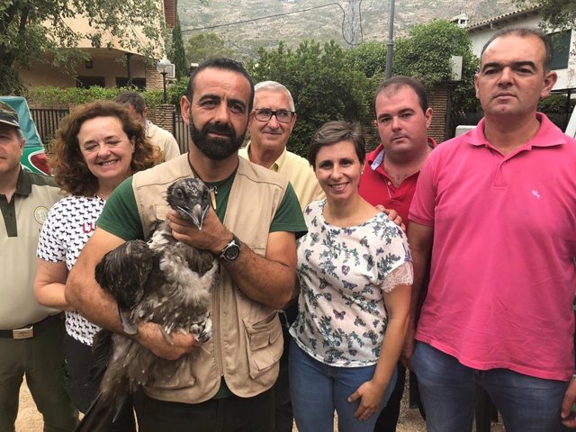 Uno de los dos quebrantahuesos liberados